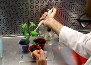 Una bacteria con superpoderes: el hallazgo que puede mejorar la soja sin usar transgénicos