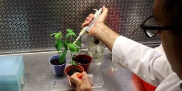 Una bacteria con superpoderes: el hallazgo que puede mejorar la soja sin usar transgénicos