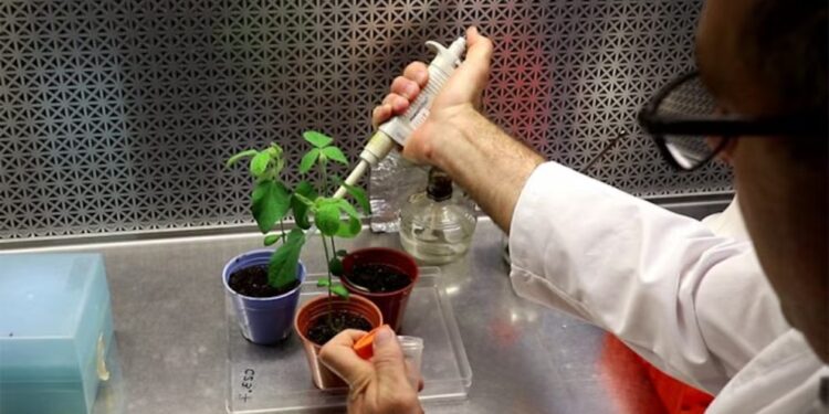 Una bacteria con superpoderes: el hallazgo que puede mejorar la soja sin usar transgénicos