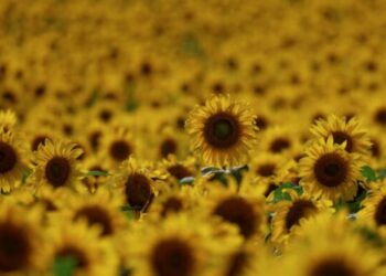 El girasol argentino proyecta fuerte expansión para la campaña 2025/26