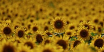El girasol argentino proyecta fuerte expansión para la campaña 2025/26