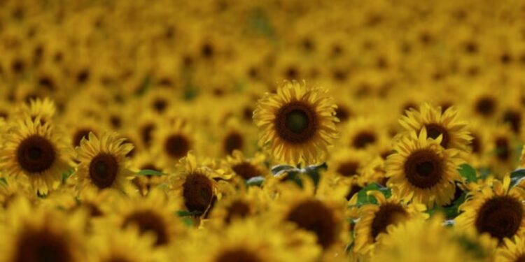 El girasol argentino proyecta fuerte expansión para la campaña 2025/26