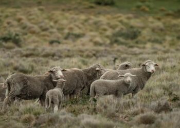 Bovinos, porcinos y ovinos: las carnes aceleran en el semáforo de las economías regionales