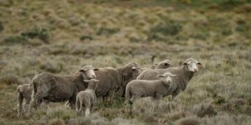 Bovinos, porcinos y ovinos: las carnes aceleran en el semáforo de las economías regionales