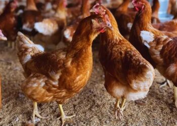 Gallinas libres de jaulas: aseguran que la postura de huevos creció del 76 % al 88 %