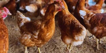 Gallinas libres de jaulas: aseguran que la postura de huevos creció del 76 % al 88 %