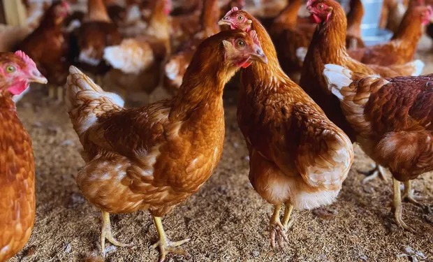 Gallinas libres de jaulas: aseguran que la postura de huevos creció del 76 % al 88 %