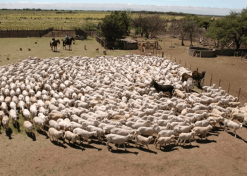 Indignación en la Patagonia: una grave acusación contra el Gobierno eleva el conflicto por la barrera sanitaria