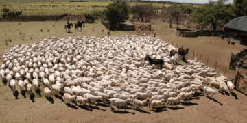 Indignación en la Patagonia: una grave acusación contra el Gobierno eleva el conflicto por la barrera sanitaria