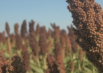 El sorgo, otro exponente de una cosecha que termina mejor de lo esperado