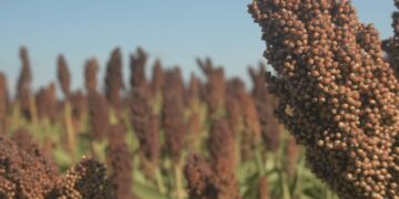 El sorgo, otro exponente de una cosecha que termina mejor de lo esperado