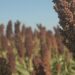 El sorgo, otro exponente de una cosecha que termina mejor de lo esperado