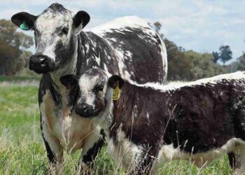 Speckle Park: la nueva apuesta de carne premium en la ganadería argentina