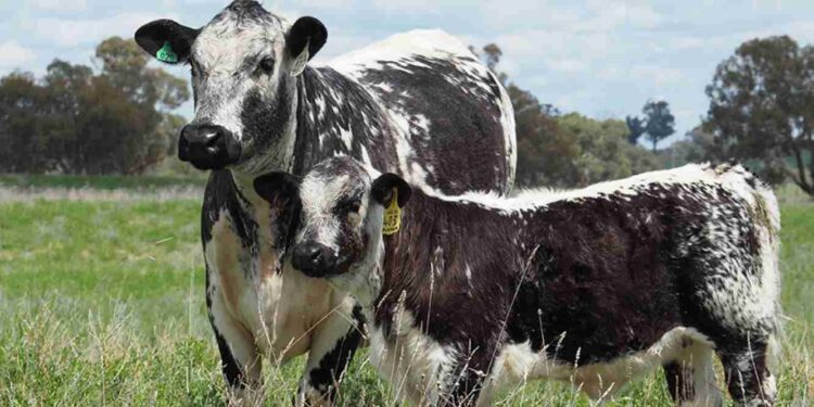 Speckle Park: la nueva apuesta de carne premium en la ganadería argentina