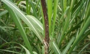 El clima ayudó a la caída del carbón de la caña de azúcar