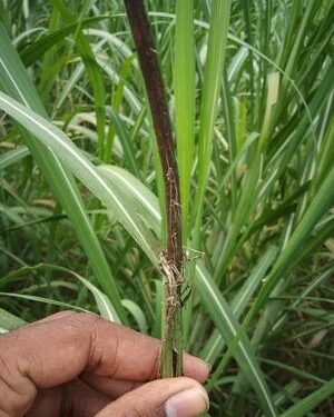 El clima ayudó a la caída del carbón de la caña de azúcar