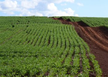 China empieza a cultivar soja en África