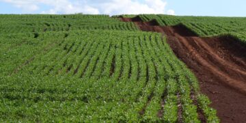 China empieza a cultivar soja en África