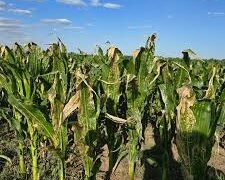 Mancha blanca en el maíz: ¿la próxima amenaza silenciosa en el NOA?