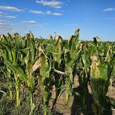 Mancha blanca en el maíz: ¿la próxima amenaza silenciosa en el NOA?