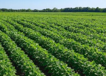Córdoba cosecha protagonismo: proyecciones alentadoras y alivio fiscal para el agro en 2024/25