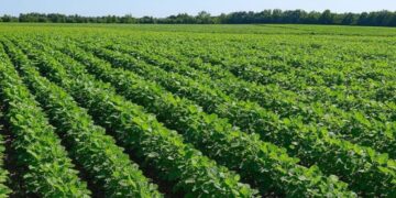 Córdoba cosecha protagonismo: proyecciones alentadoras y alivio fiscal para el agro en 2024/25