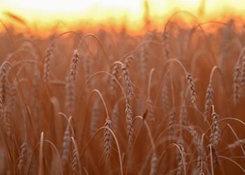 Los cereales de invierno muestran un buen arranque en La Pampa pese al frío y la falta de lluvias