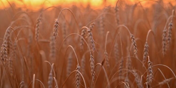 Los cereales de invierno muestran un buen arranque en La Pampa pese al frío y la falta de lluvias