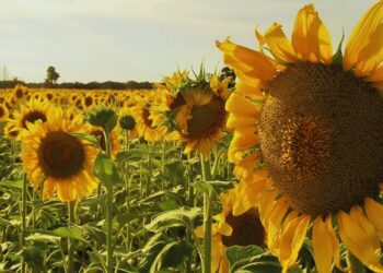 Un inicio de semestre brillante para el girasol: el mejor en 20 años