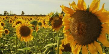 Un inicio de semestre brillante para el girasol: el mejor en 20 años