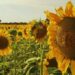 Un inicio de semestre brillante para el girasol: el mejor en 20 años