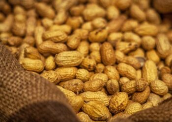 Argentina se posicionó como el mayor exportador de maní del mundo