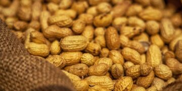Argentina se posicionó como el mayor exportador de maní del mundo