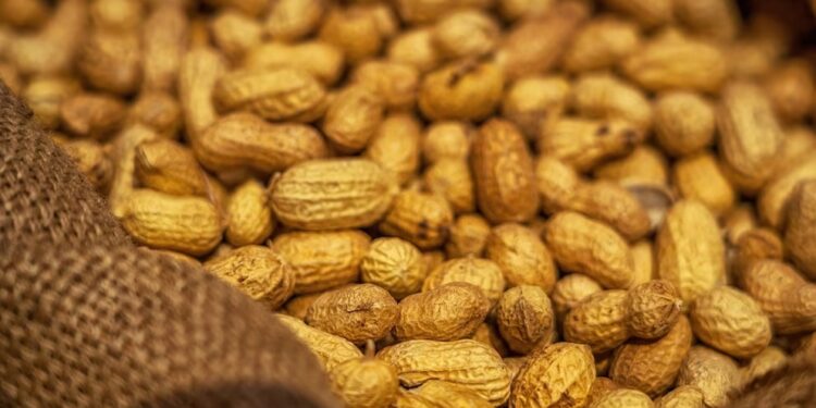 Argentina se posicionó como el mayor exportador de maní del mundo