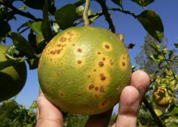 Nuevo plan integral para control del HLB en el citrus