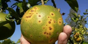 Nuevo plan integral para control del HLB en el citrus