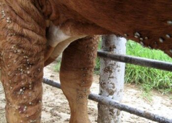 La lucha contra la garrapata en Entre Ríos: “Hay que cumplir el protocolo sanitario a rajatabla”