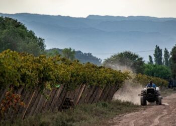 El vino argentino busca llenar el vaso exportador y amplía la medición de su huella de carbono