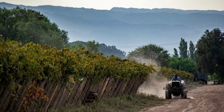 El vino argentino busca llenar el vaso exportador y amplía la medición de su huella de carbono