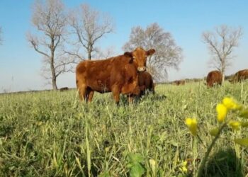El desafío ganadero 2025: sostener la alta oferta de carne, pero sin descuidar el stock