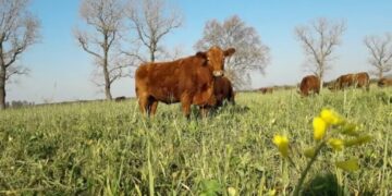 El desafío ganadero 2025: sostener la alta oferta de carne, pero sin descuidar el stock