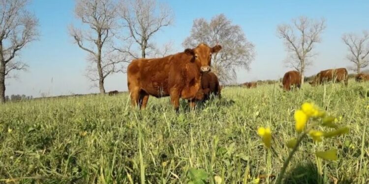 El desafío ganadero 2025: sostener la alta oferta de carne, pero sin descuidar el stock