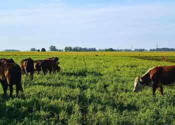 El pasto como pilar en la rentabilidad ganadera: claves para su manejo óptimo