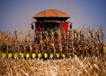 Maíz con rindes bajos y maní en producción récord en La Pampa