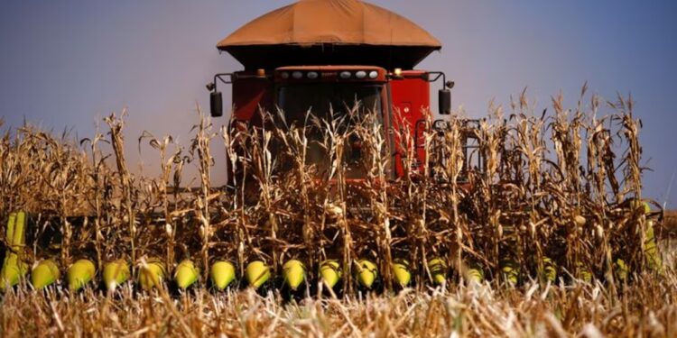 Maíz con rindes bajos y maní en producción récord en La Pampa