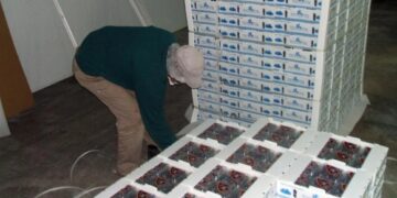 Exportación de arándanos de Tucumán: “Perdimos terreno”