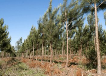 Pinos y eucaliptus: en un año y medio, Argentina sumó 49.000 hectáreas de plantaciones forestales