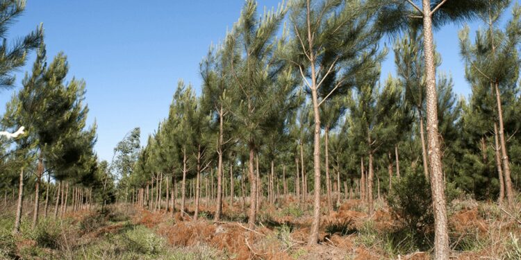 Pinos y eucaliptus: en un año y medio, Argentina sumó 49.000 hectáreas de plantaciones forestales