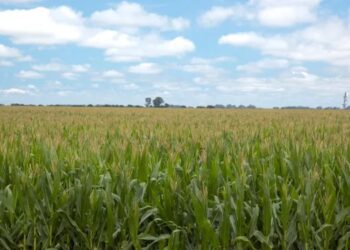 Registran chicharrita en lotes de trigo y pone en duda el maíz en el norte, mientras que el cereal gana terreno en el centro del país