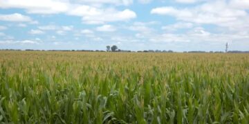 Registran chicharrita en lotes de trigo y pone en duda el maíz en el norte, mientras que el cereal gana terreno en el centro del país